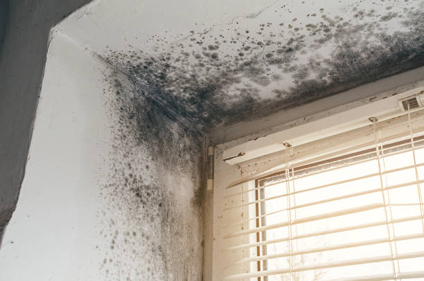 Affordable Attic Mold Remediation solutions in Morristown, TN