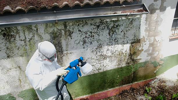 Top rated local Attic Mold Remediation specialists in Morristown, TN